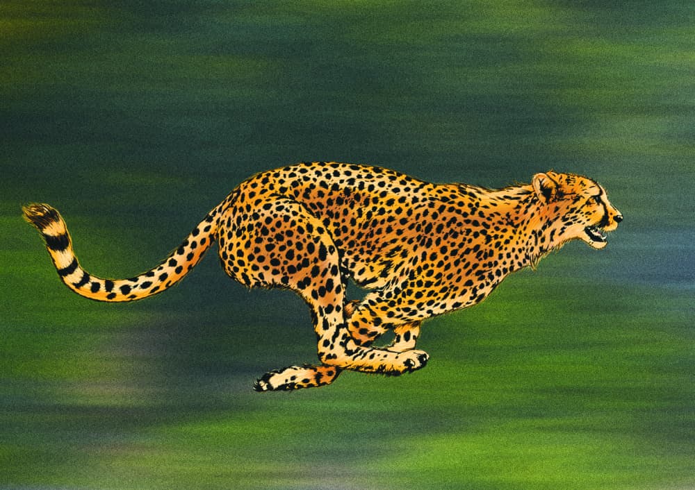 Speeding Cheetah by Carlo Kaminski — canvas wall art