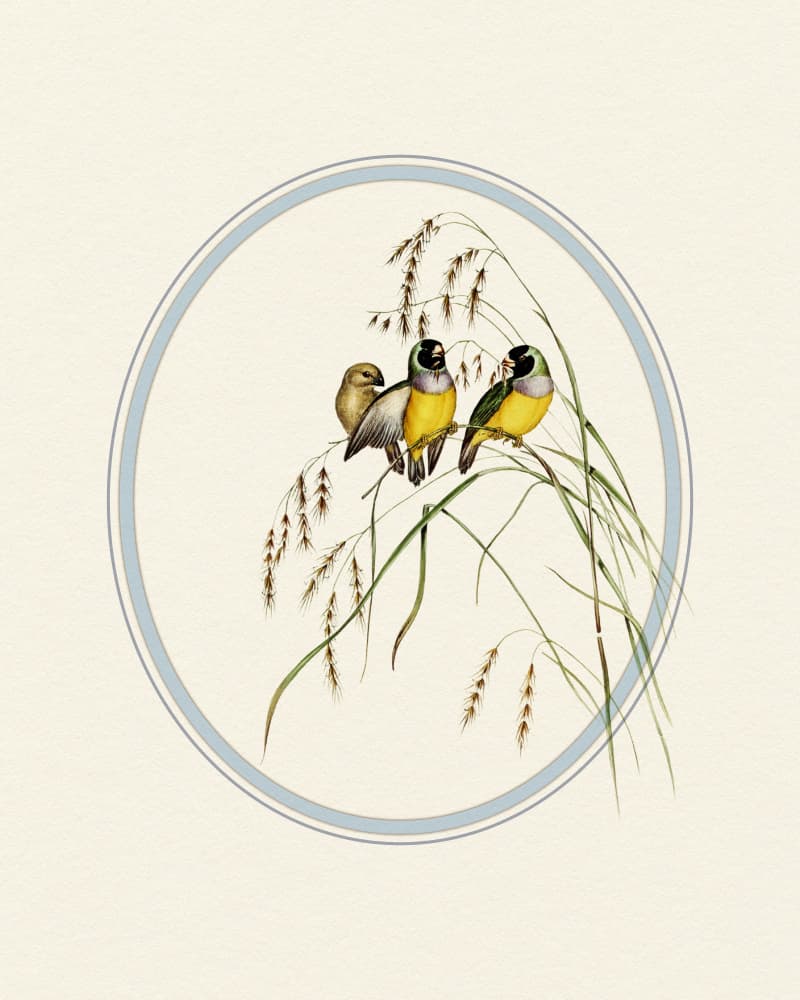 Gouldian Finches Illustration by Wild Violets — canvas wall art
