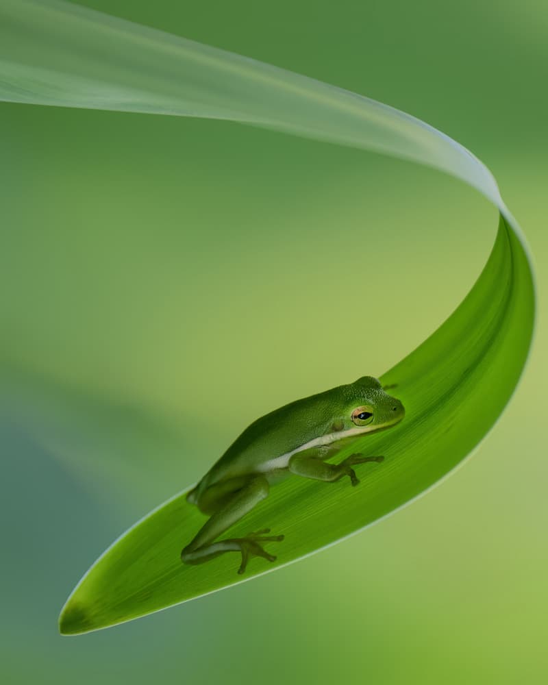 Serene Green Frog On Leaf by Qing Zhao — canvas wall art