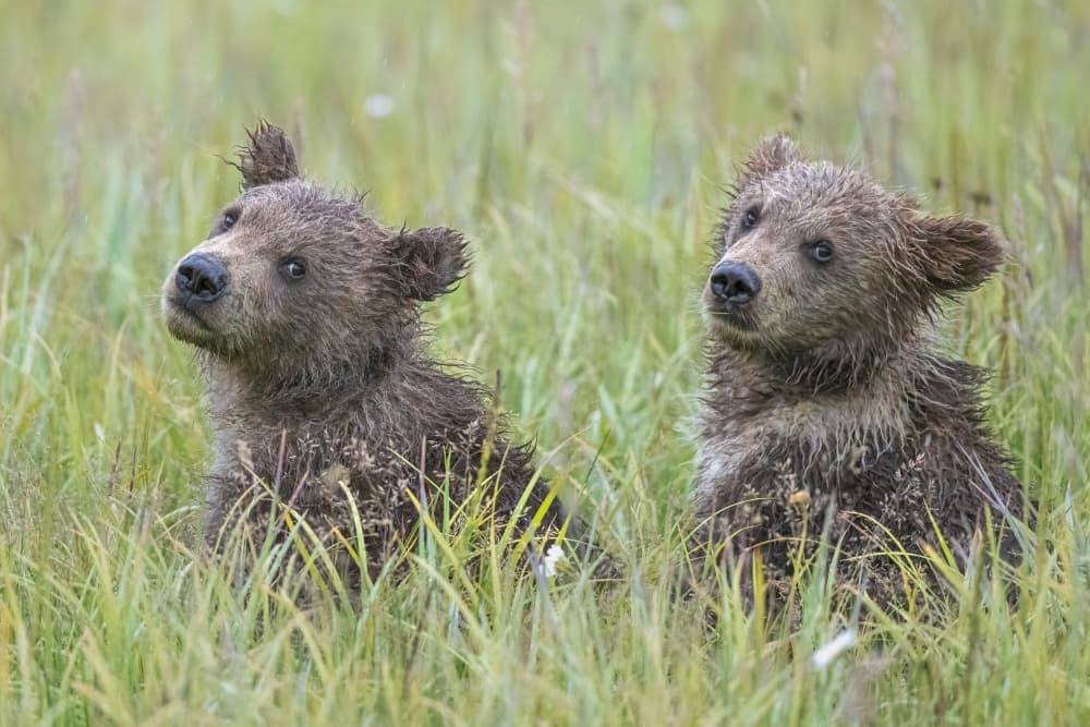 Curious Bear Cubs by Jeffrey C. Sink — canvas wall art