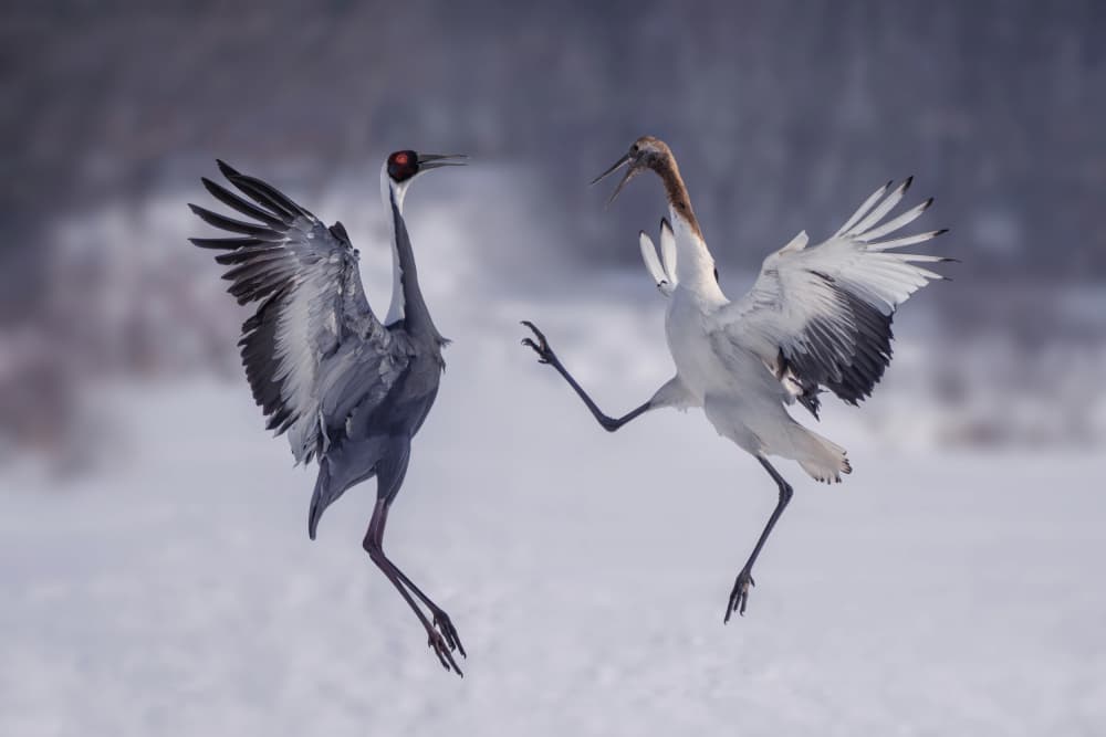 Dancing Cranes In Snow by Qing Zhao — canvas wall art