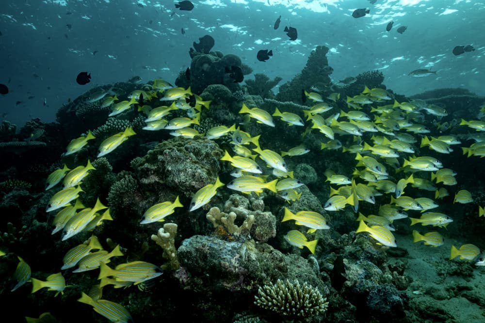 Vibrant Reef Fish School by Serge Melesan — canvas wall art