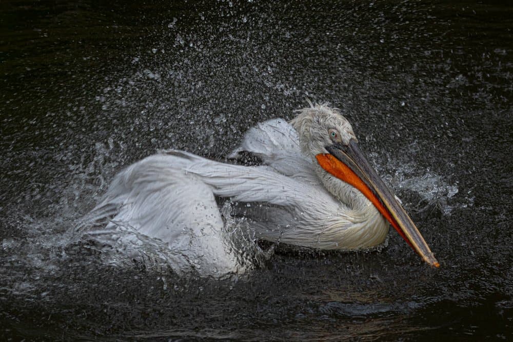 Dalmatian Pelican Bath by Natalia Rublina — canvas wall art