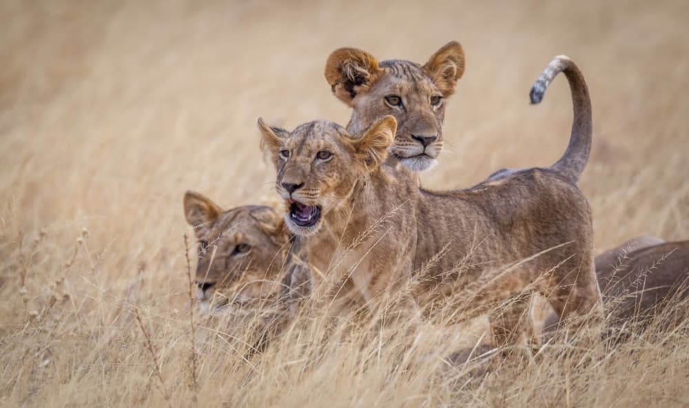 Three Savanna Lion Cubs by Jeffrey C. Sink — canvas wall art