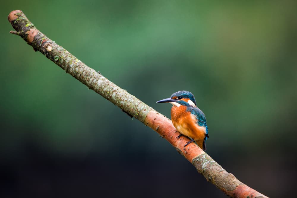 Vibrant Kingfisher Perch by Marcin Kopczynski — canvas wall art