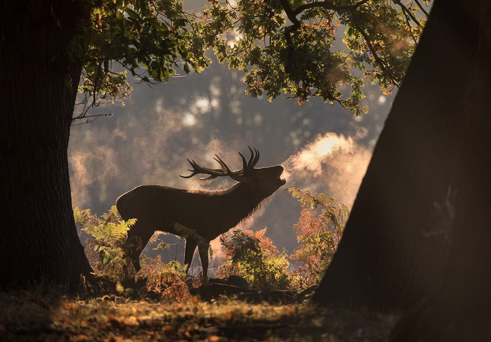 Majestic Stag Roaring Breath by Alex Saberi — canvas wall art