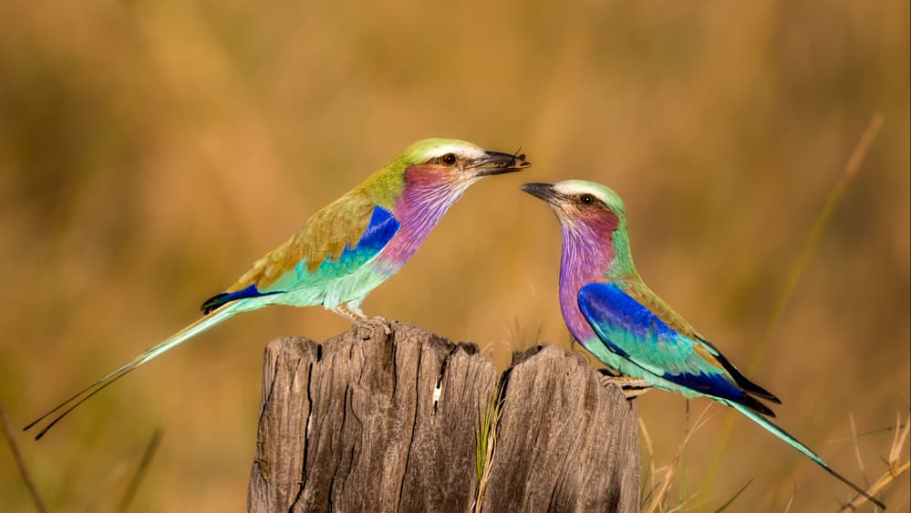 Colorful Rollers Feeding by Alessandro Catta — canvas wall art