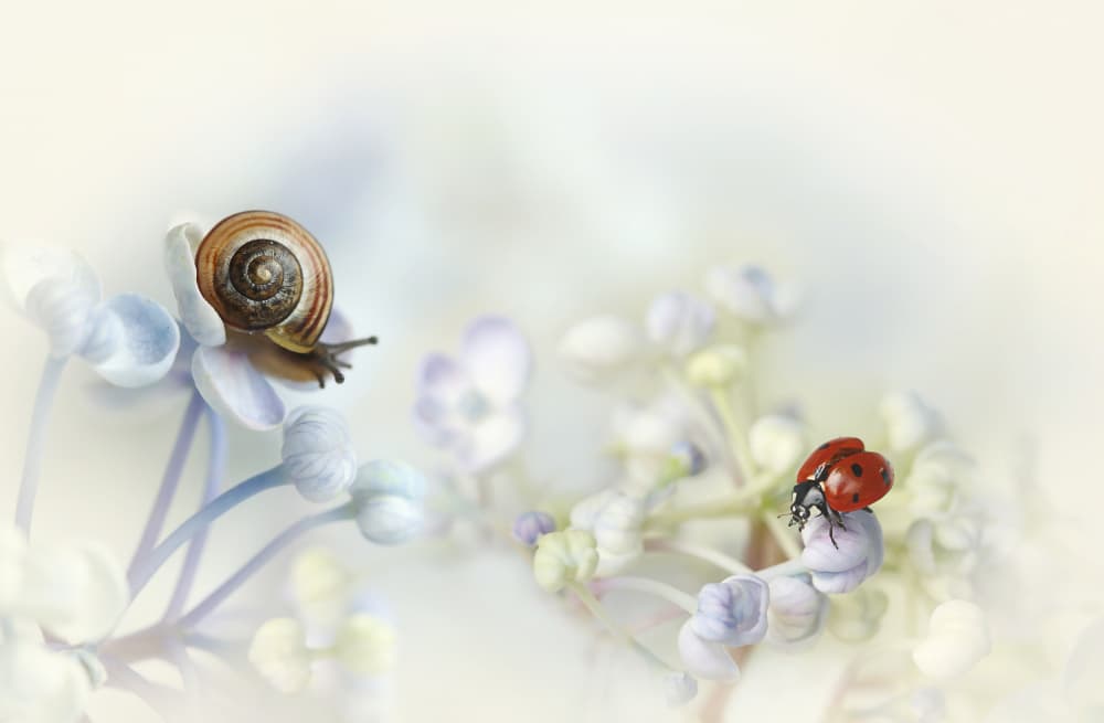 Snail and Ladybug Flowers by Ellen van Deelen — canvas wall art