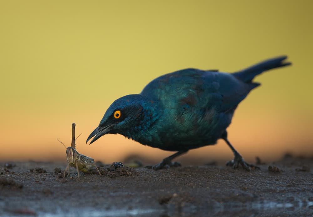 Vibrant Starling Golden Hunt by Jaco Marx — canvas wall art