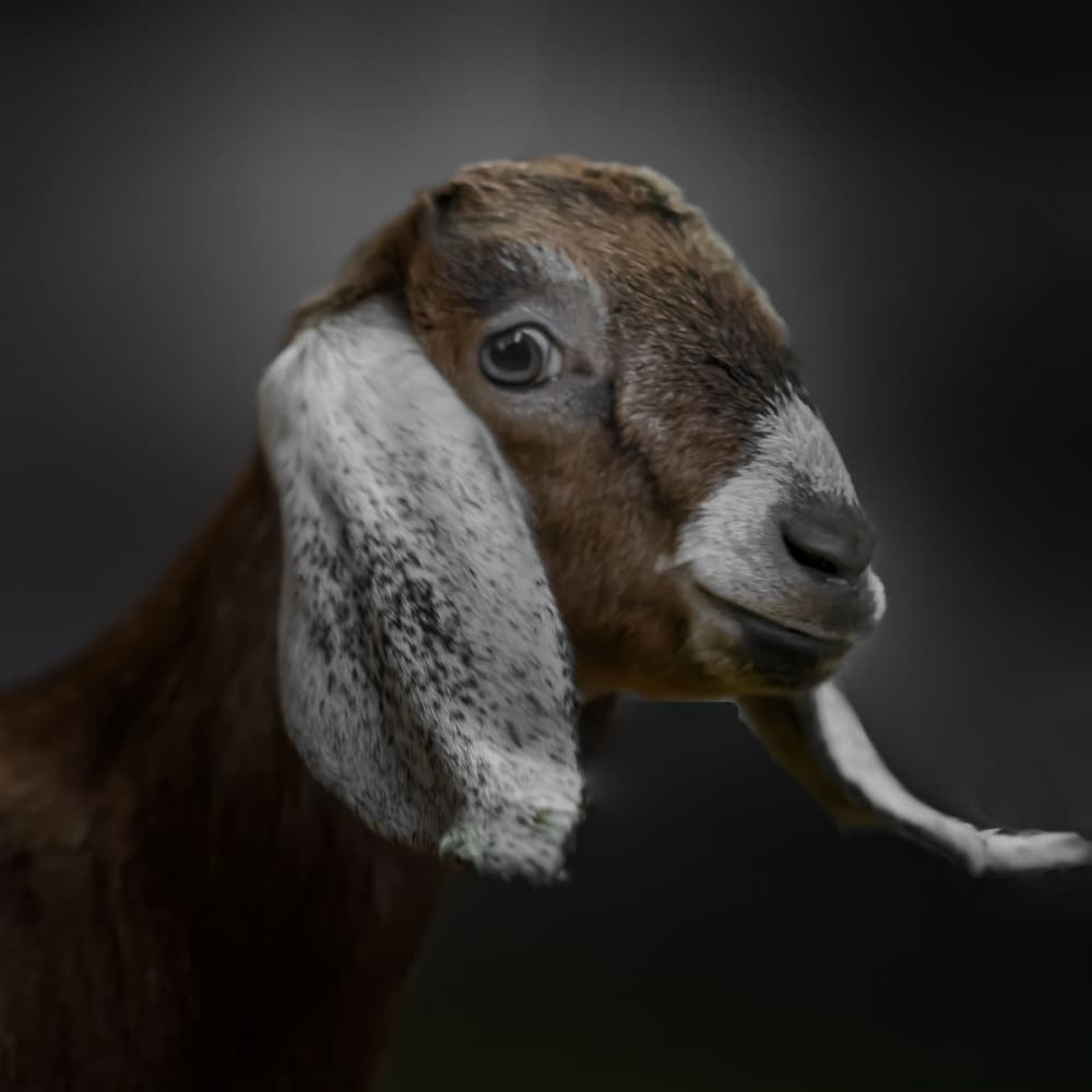 Curious Brown Goat by Gert van den Bosch — canvas wall art