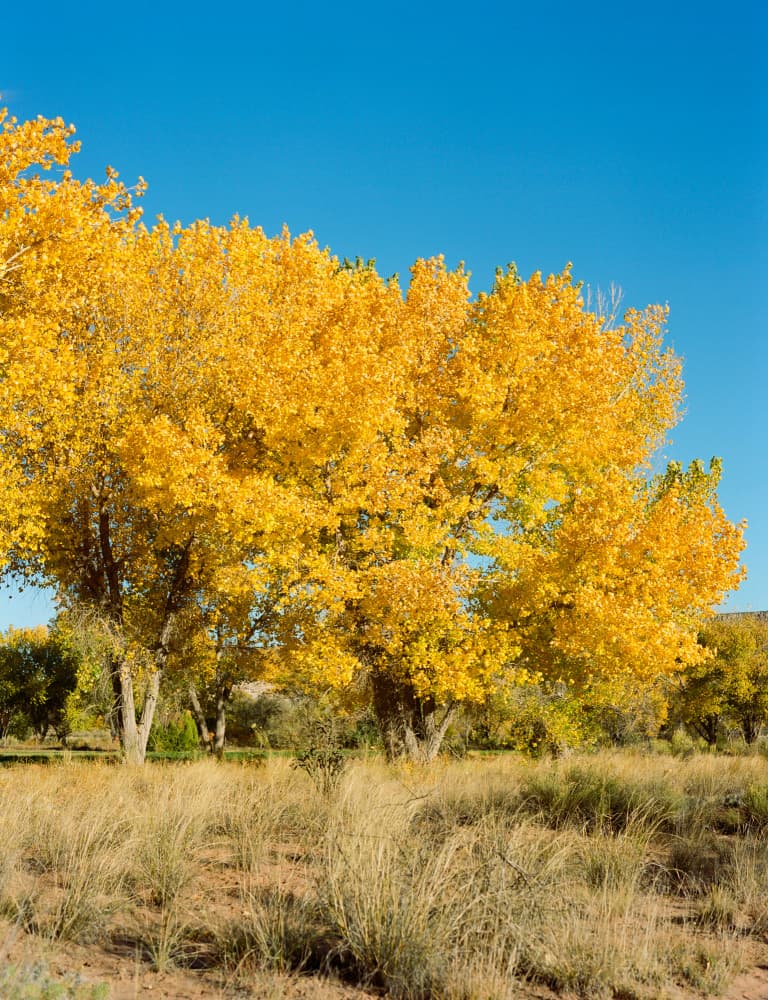 Golden Autumn Trees by Bethany Young — canvas wall art