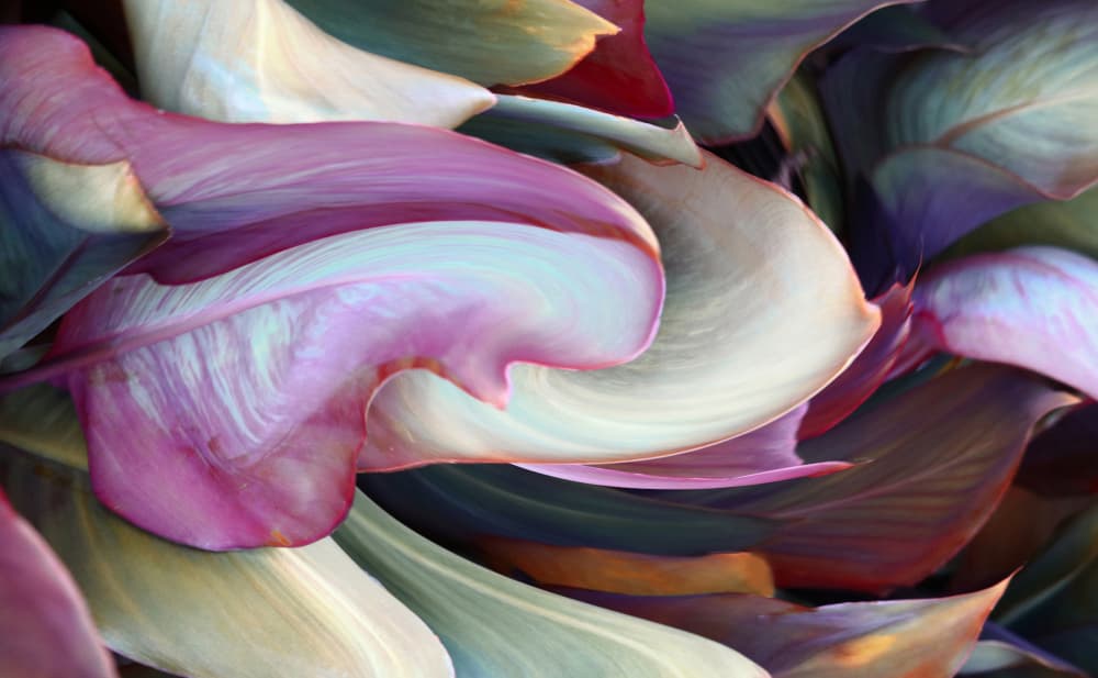 Vibrant Botanical Curves by Robin Wechsler — canvas wall art
