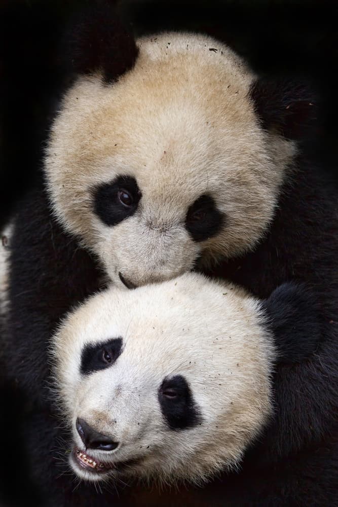 Sweet Panda Embrace by Alessandro Catta — canvas wall art