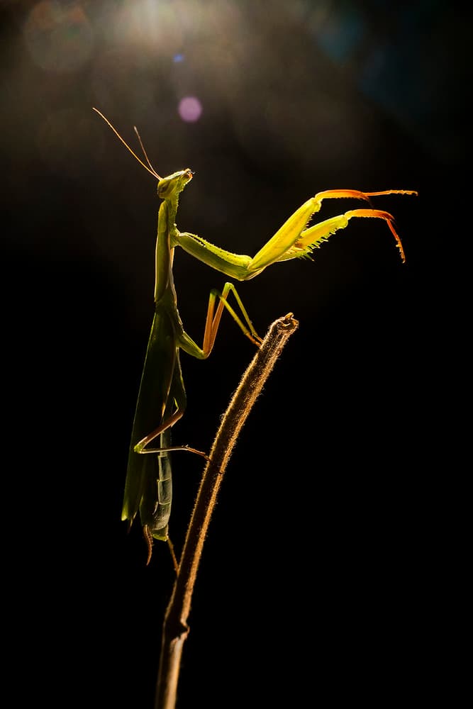 Glowing Mantis Silhouette by Ferdinando Valverde — canvas wall art
