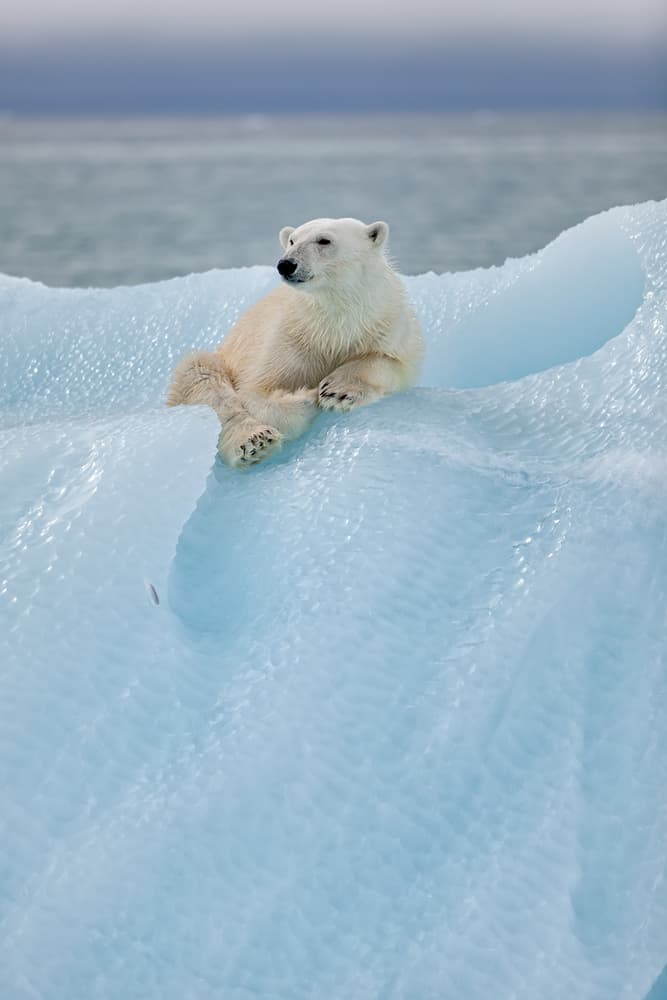 Little Polar Bear by Joan Gil Raga — canvas wall art