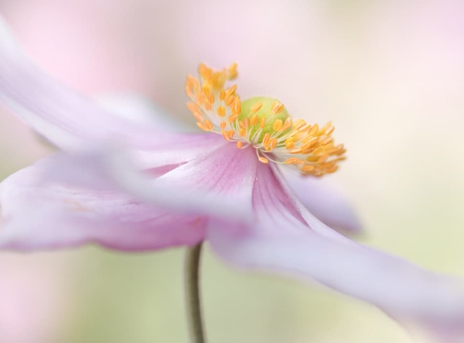 Japanese Anemone by Mandy Disher — canvas wall art