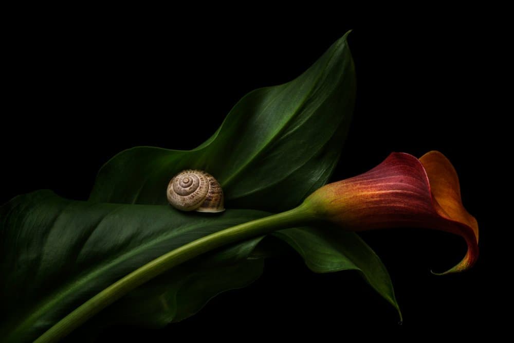 Snail Shell On Calla Lily by Lenka — canvas wall art