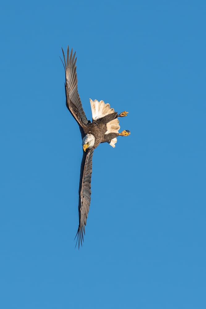 Diving Bald Eagle by C. Mei — canvas wall art