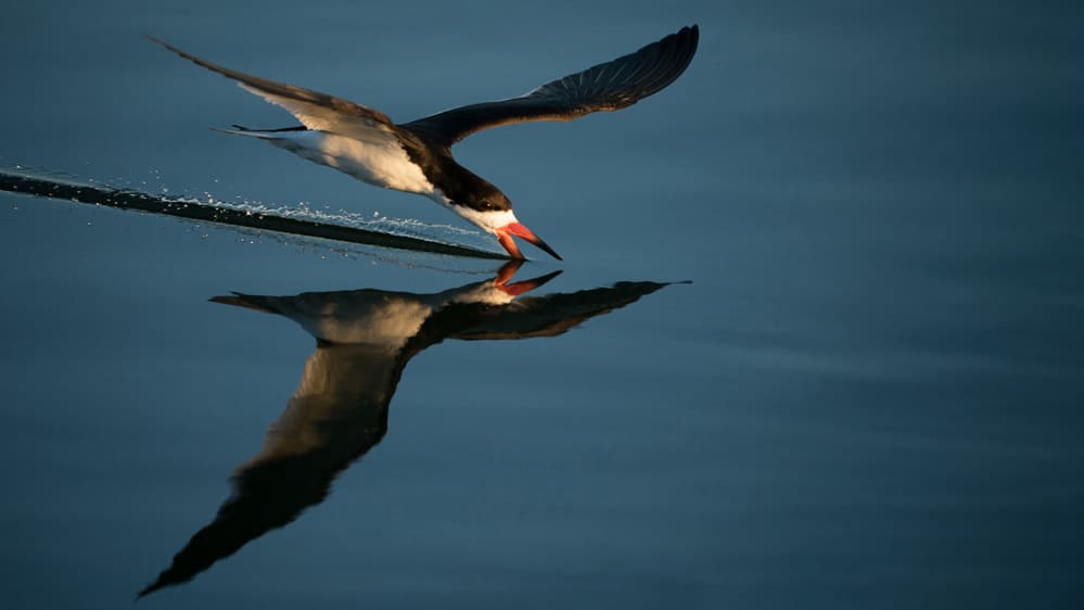 Black Skimmer Skimming Water by Jennifer Lu — canvas wall art