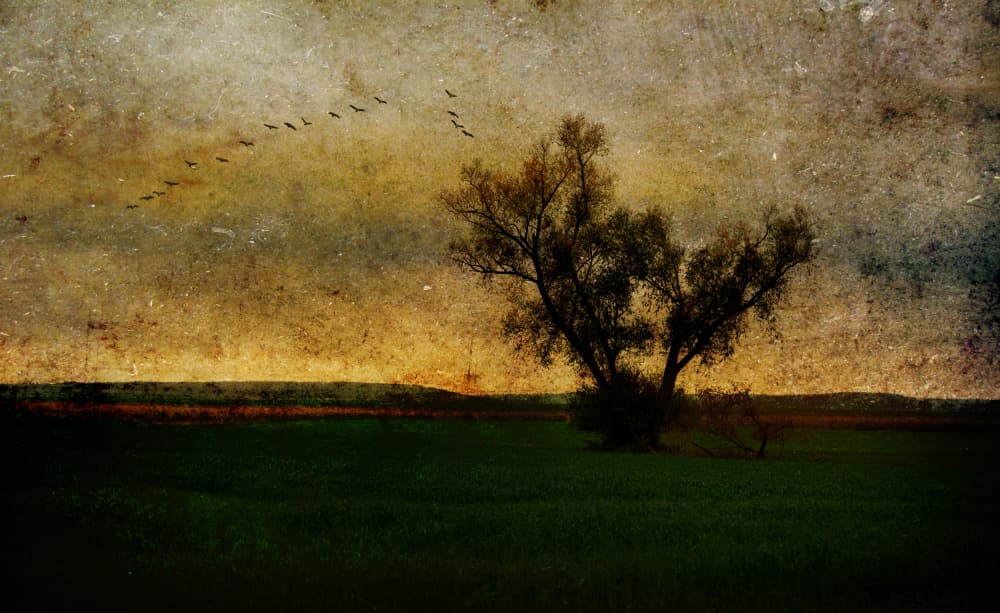 Lonely Tree Golden Sky by Hans Günther — canvas wall art