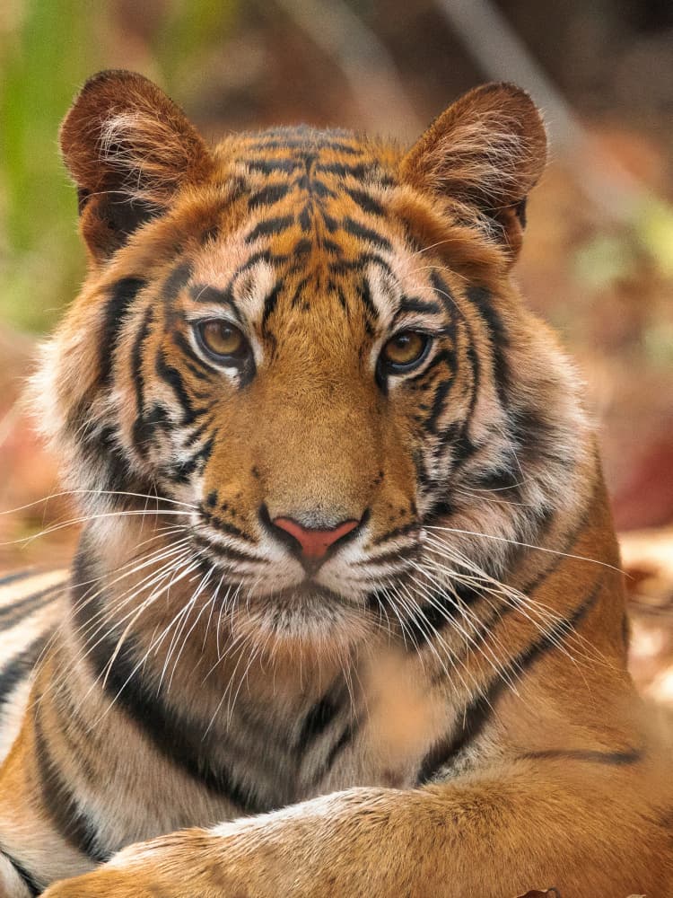 Majestic Tiger Gaze by Sumangal Sethi — canvas wall art