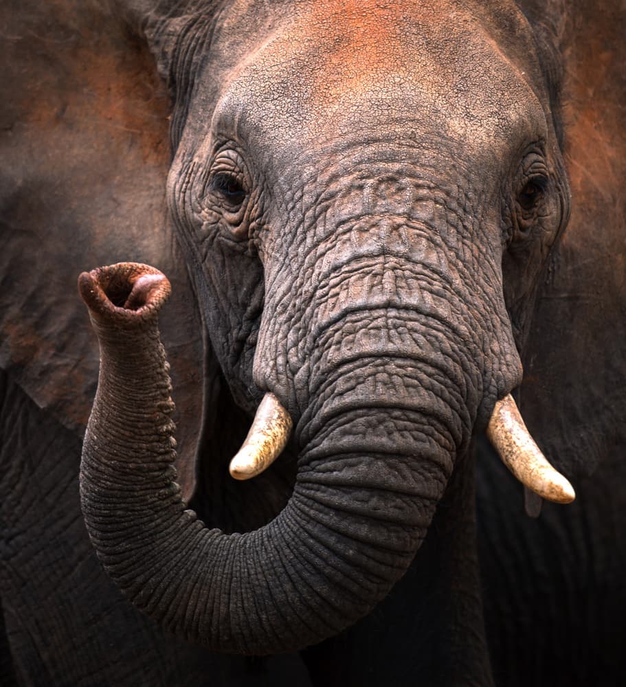 Majestic African Elephant by Hung Tsui — canvas wall art