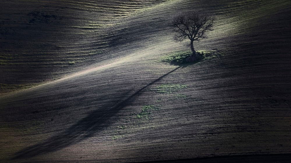 Lone Tree Shadow by Claudio Moretti — canvas wall art