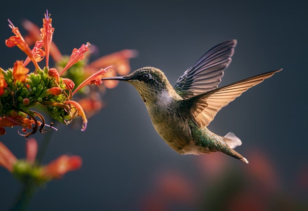 Hummingbird Nectar Sip by Ben.C.L — canvas wall art
