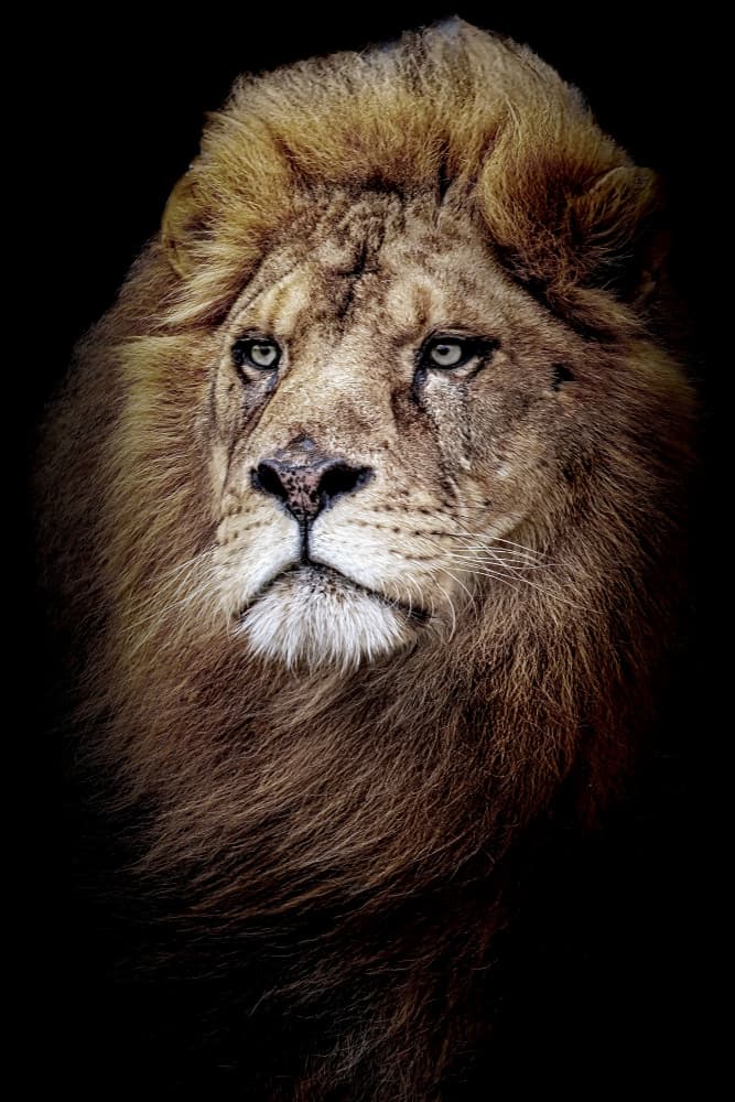 Majestic Lion Portrait by Serge Melesan — canvas wall art