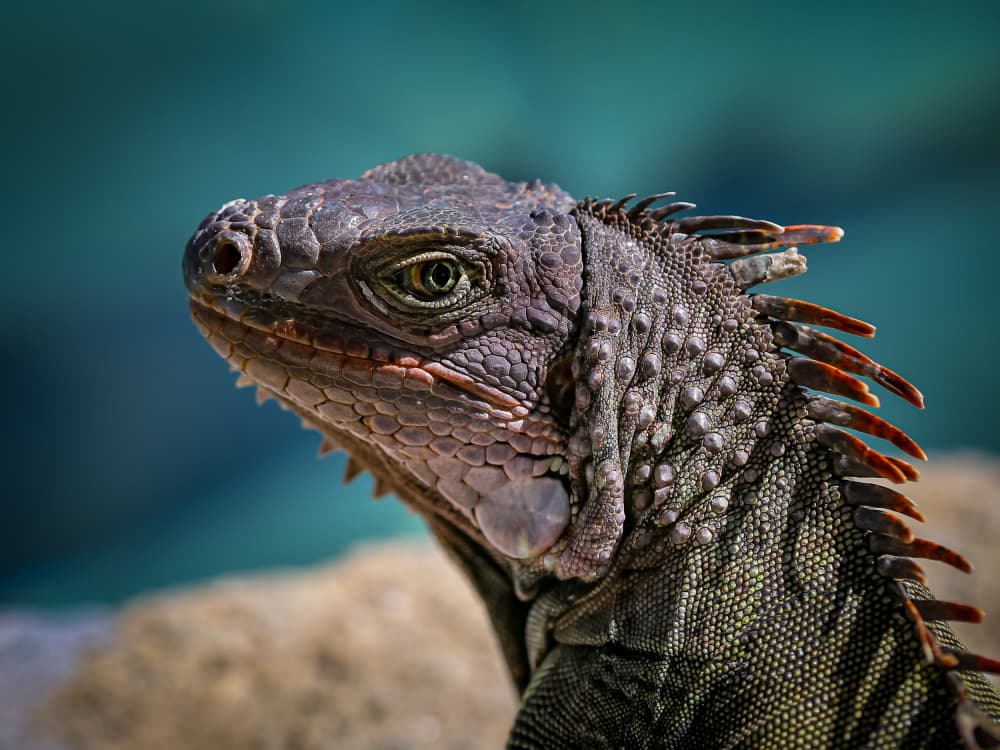 Vivid Green Iguana Gaze by Xiaohong Zhang — canvas wall art