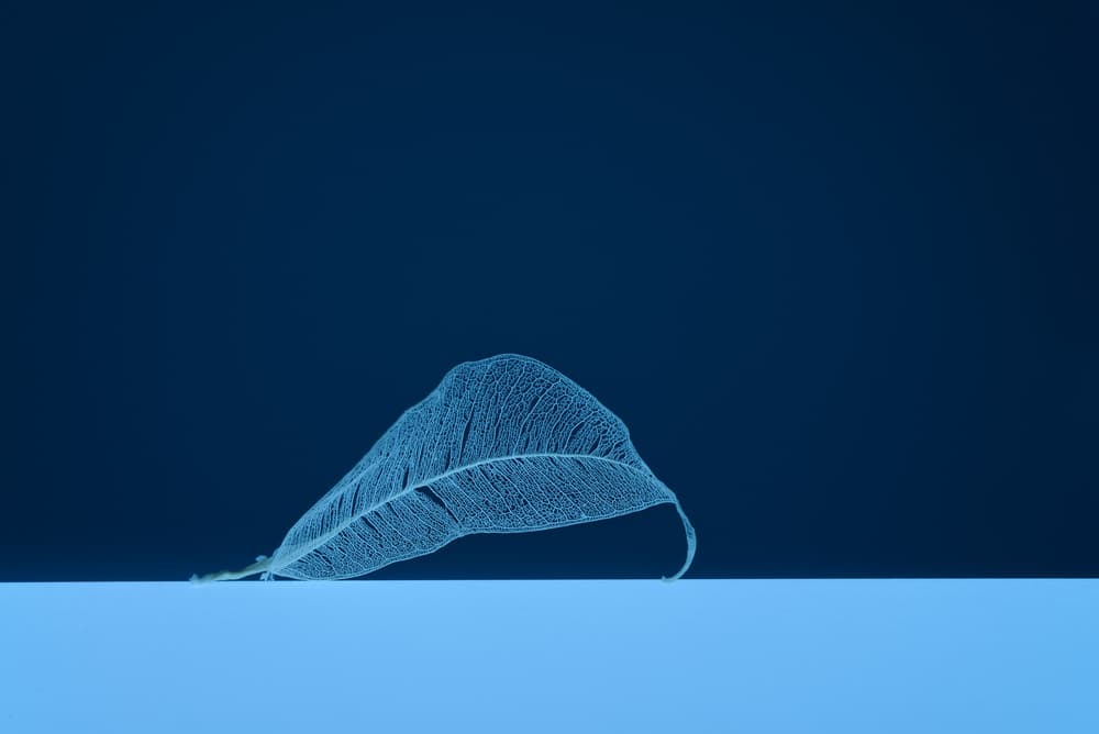 Ethereal Blue Skeleton Leaf by Konstantin Selezenev — canvas wall art