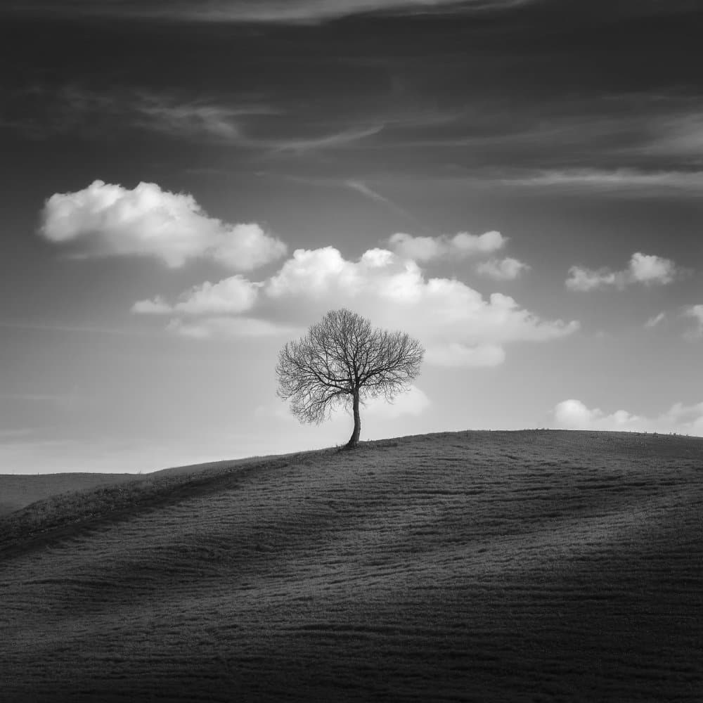 Solitary Tree Hill by Thomas de Franzoni — canvas wall art
