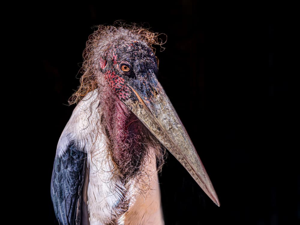 Marabou Stork Portrait by Ilona Rosenkrancová — canvas wall art