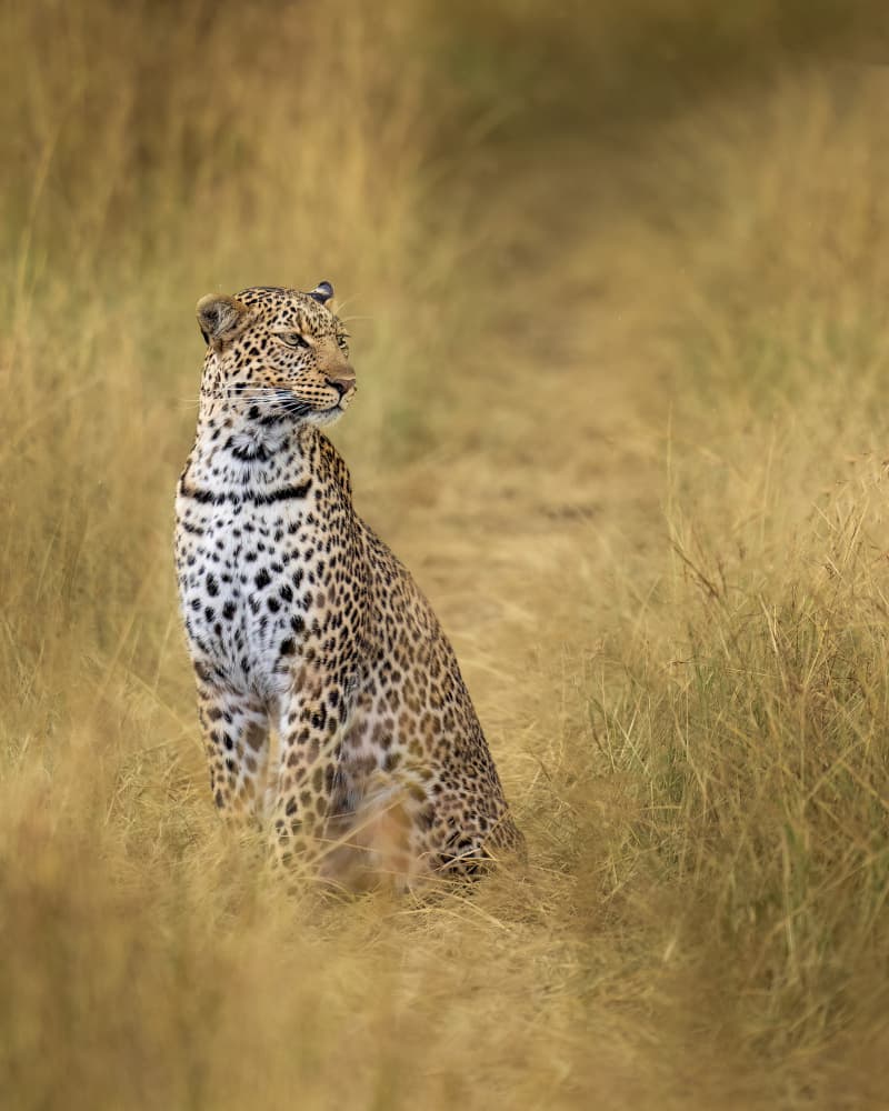 Leopard in Golden Grass by Ahmed Elsheshtawy — canvas wall art