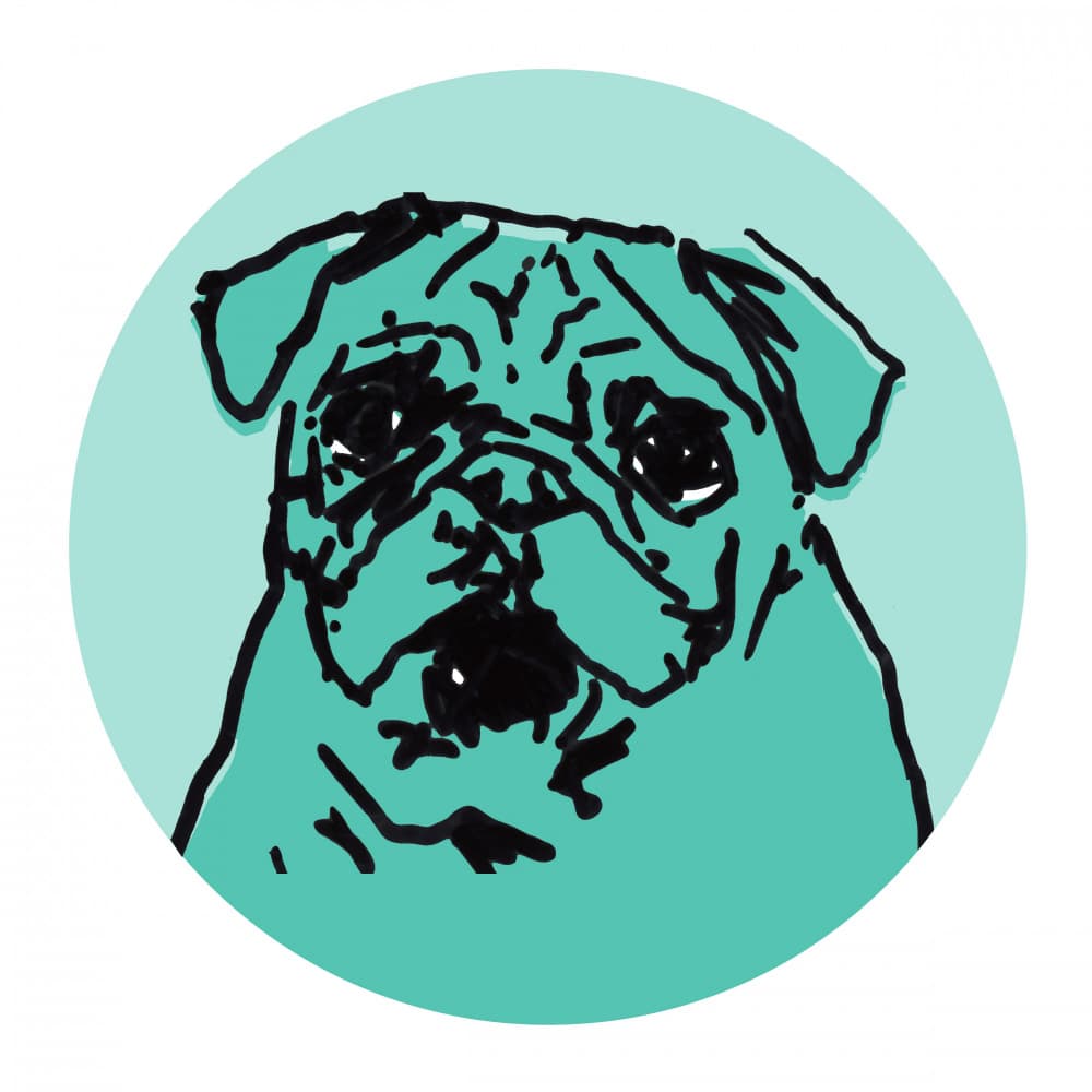 Cute Teal Pug by casa cartissi — canvas wall art