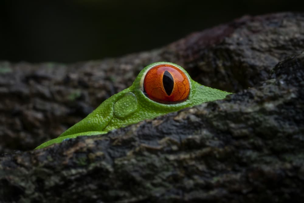 Peeking Red-Eyed Frog by Tantoyensen — canvas wall art