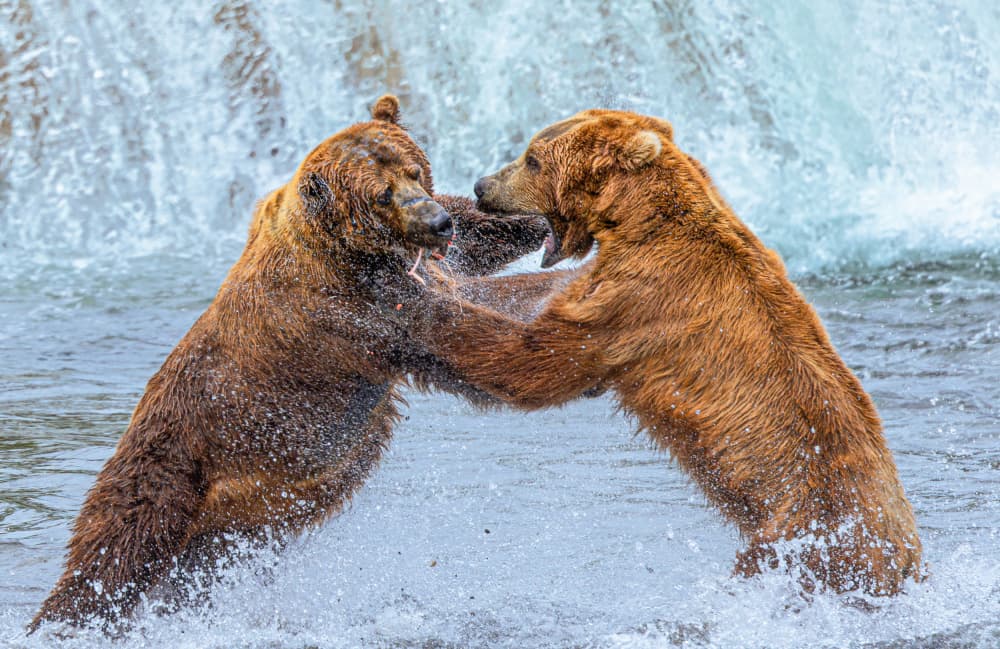 Grizzly Bear Rumble by Yanny Liu — canvas wall art