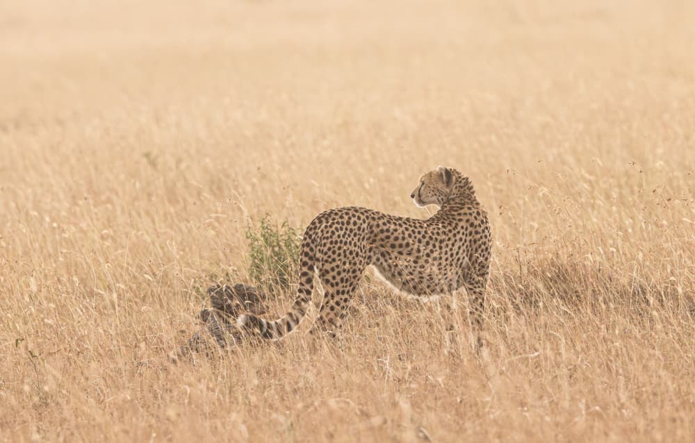Wild Cheetah and Cub by Johnson Huang — canvas wall art
