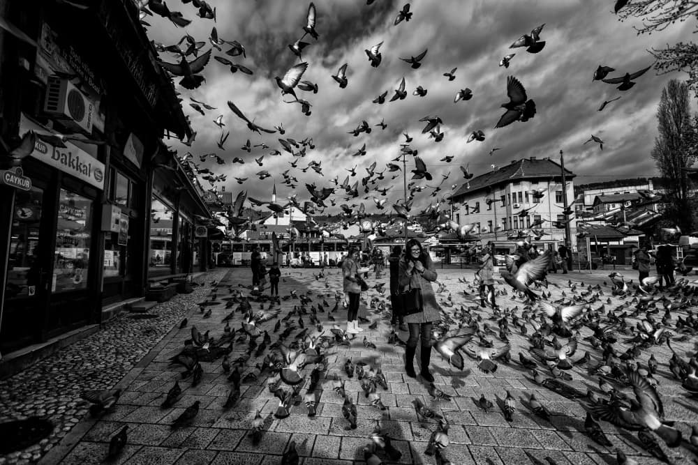 Dramatic City Pigeons by Merthan Kortan — canvas wall art