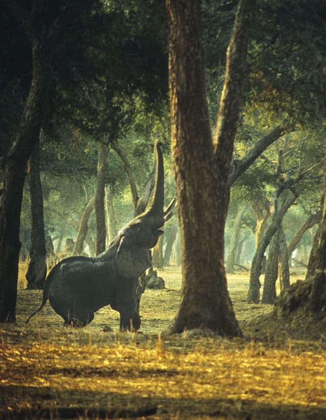 Forest Elephant Reach by Jerry Berry — canvas wall art