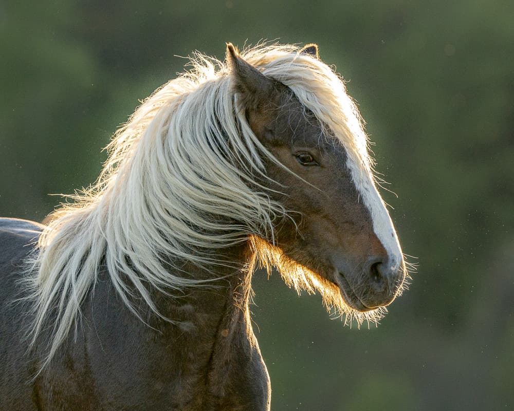 Wild Horse Mane by Cembrzynski Ignacy — canvas wall art