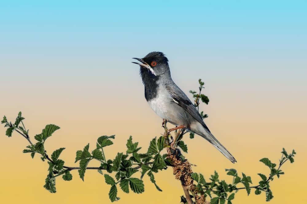 Singing Bird Sunrise by אייל בר אור • Eyal Bar Or — canvas wall art