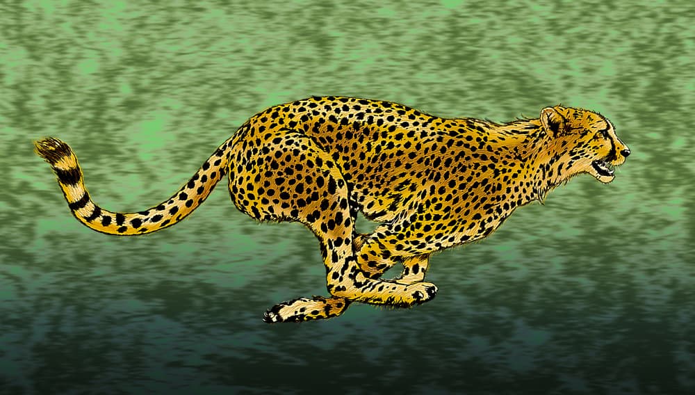 Fast Cheetah Running by Carlo Kaminski — canvas wall art