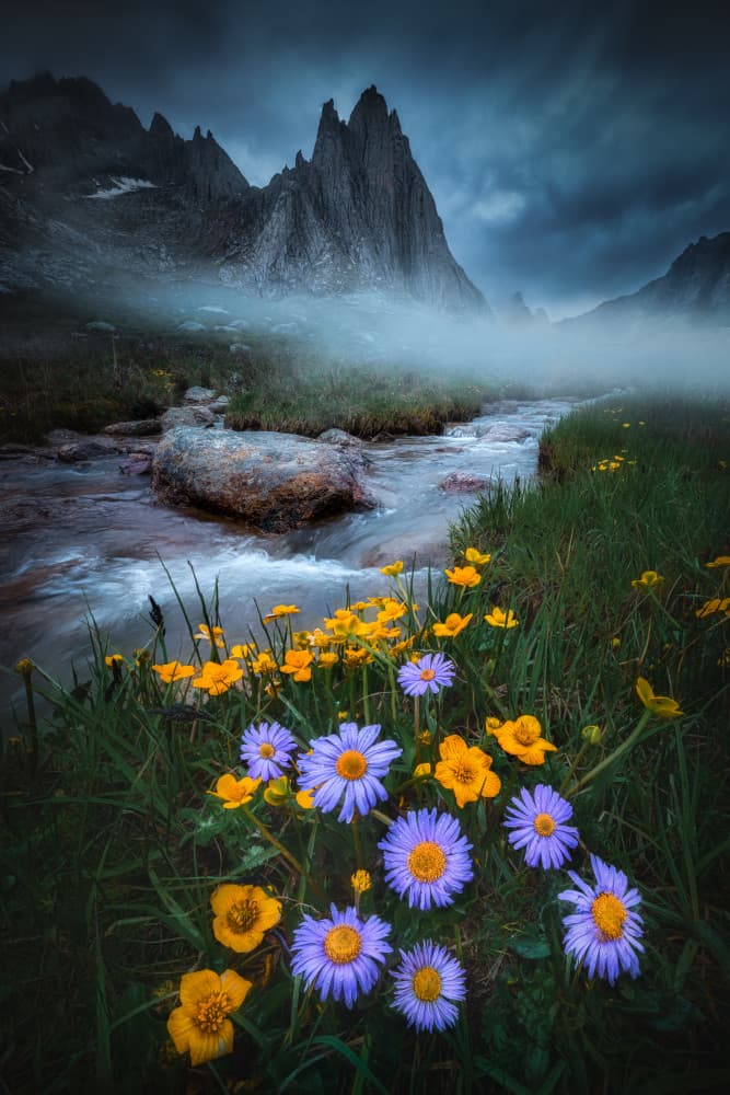 Misty Mountain Wildflowers by Yuan Cui — canvas wall art