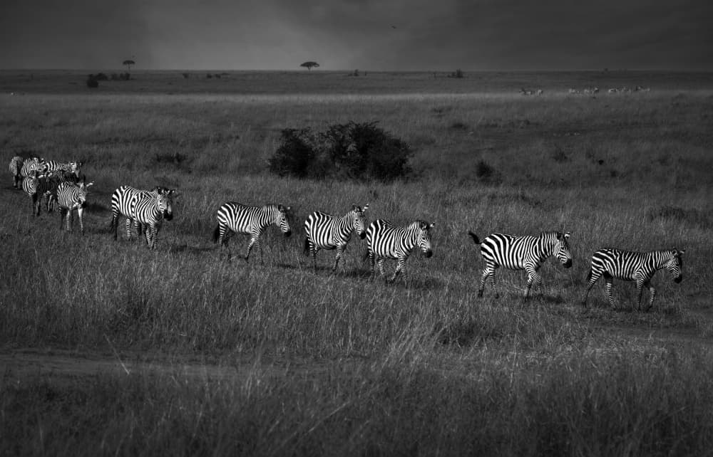 Wild Zebra Procession by Anita Singh — canvas wall art