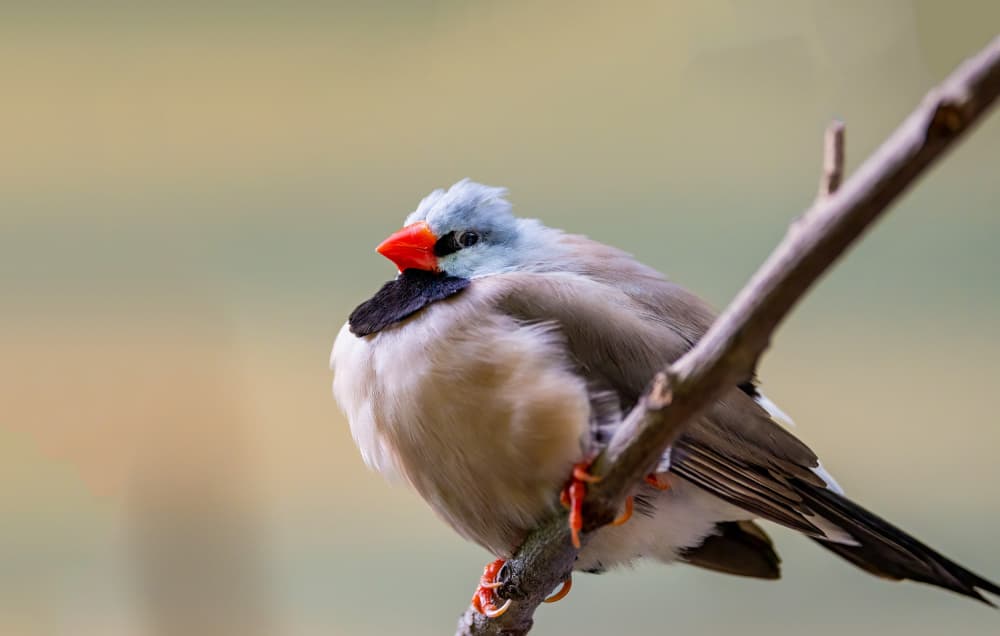 Blue Headed Finch by Songhu Yan — canvas wall art