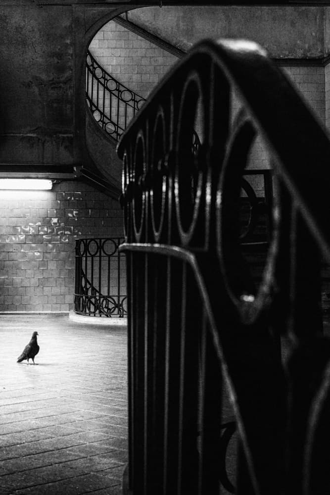 Solitary Subway Bird by Laura Mexia — canvas wall art