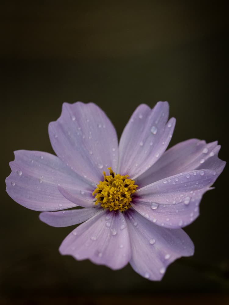 Fresh Cosmos Drops by Claudi Lourens — canvas wall art