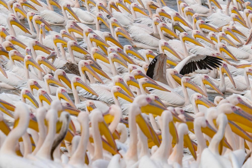 Flock Of White Pelicans by Joshua Raif — canvas wall art