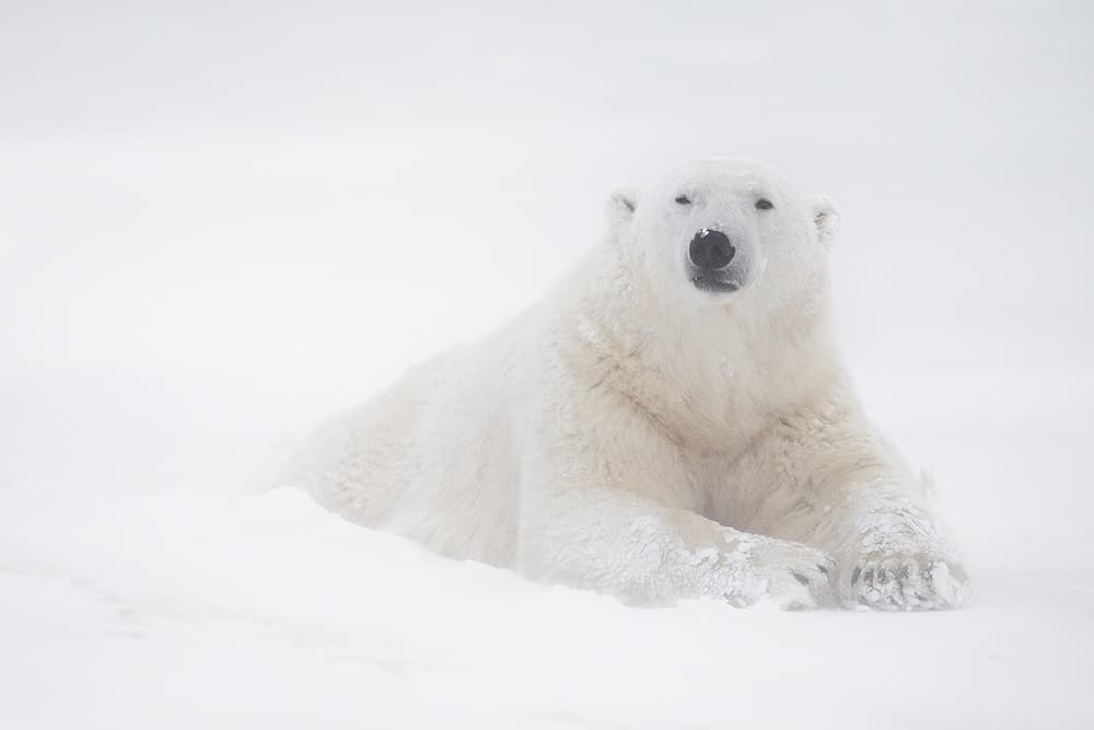 Arctic Polar Bear by Marco Pozzi — canvas wall art
